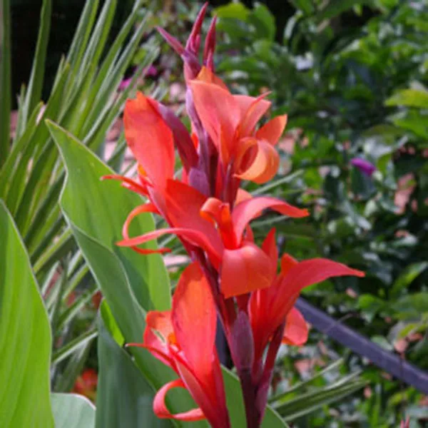 Канна Индийская Красная (Canna Indica) семена 2 шт