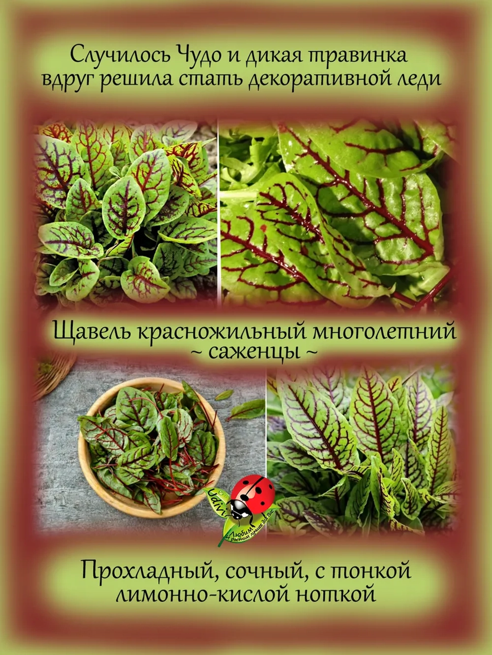 Щавель красножильный съедобный
