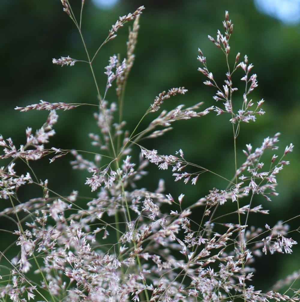 Луговик дернистый (Щучка) "Palava". Deschampsia cespitosa "Palava".