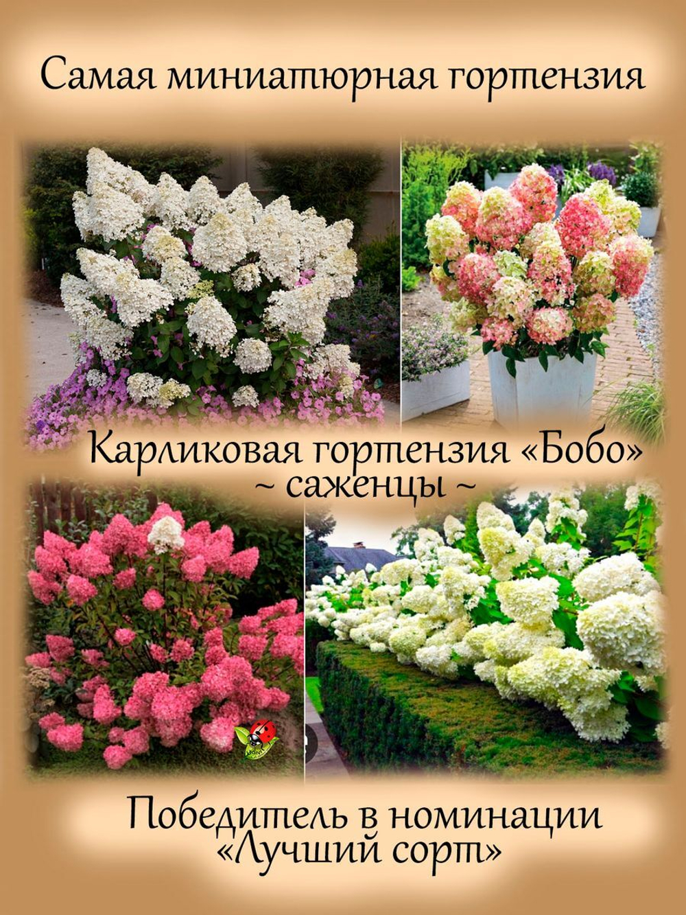 Гортензия Бобо низкорослая карликовая метельчатая