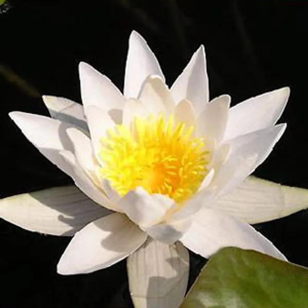 Нимфея Nymphaea White Day Water Lily