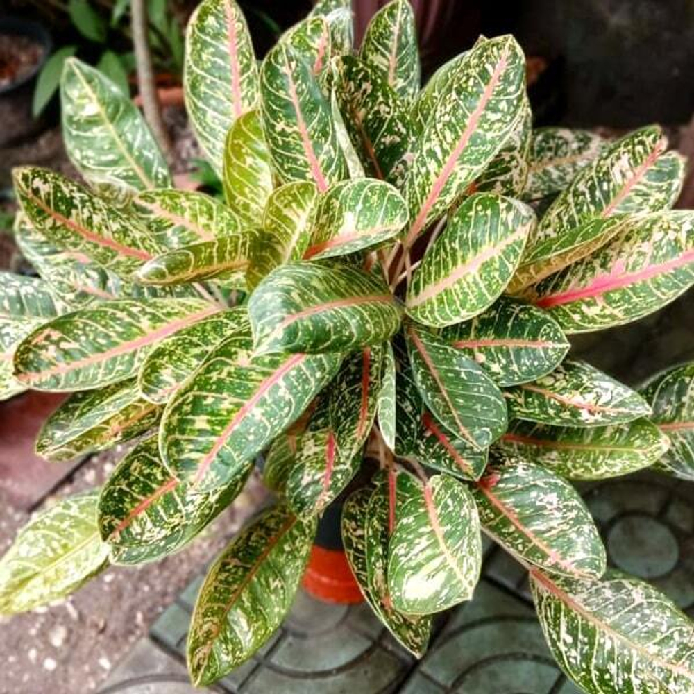 Аглаонема KU BANLANG OLD