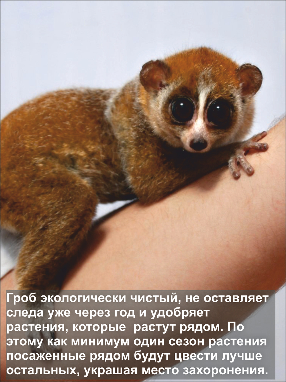 Гроб для животных