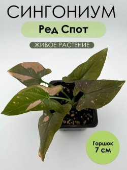 Сингониум Ред Спот