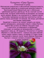 Клематис Цыганская Королева Джипси Куин постоянноцветущий