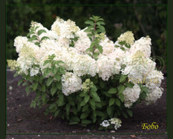 Гортензия метельчатая Бобо (Hydrangea paniculata `Bobo`)