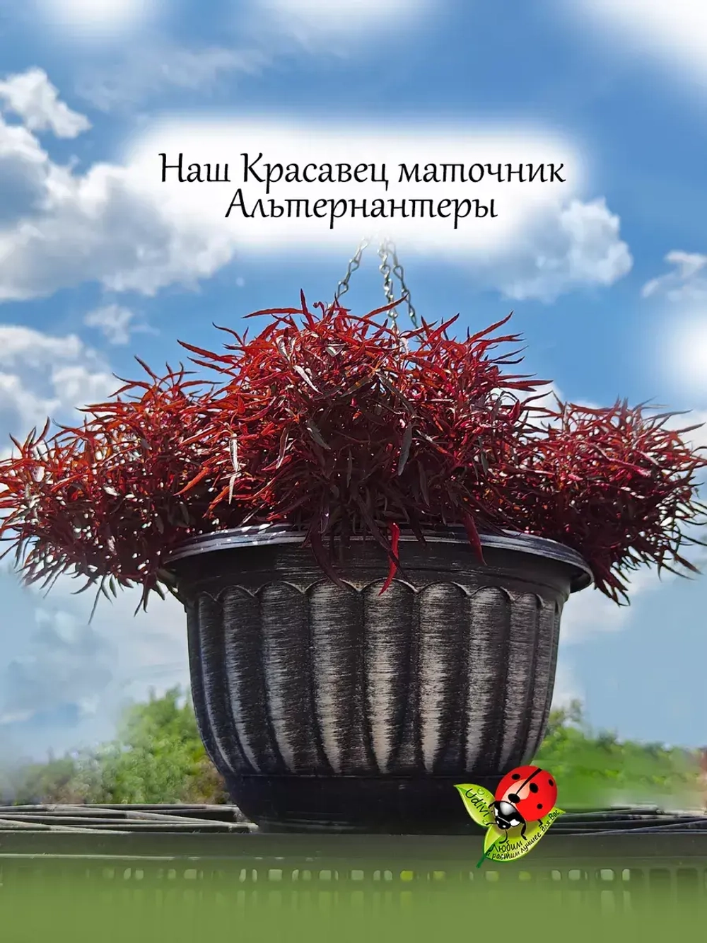 Альтернантера Сесилия Рубра