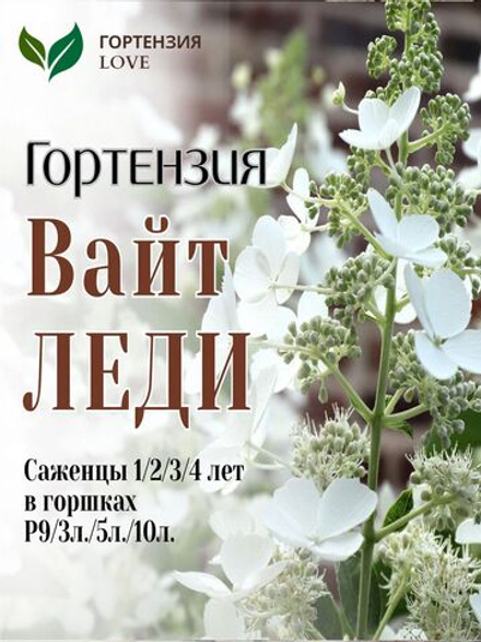 Вайт Леди гортензия метельчатая