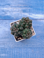 Gymnocalycium Baldianum (Гимнокалициум)