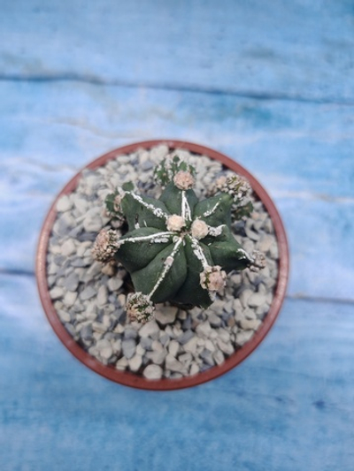 Astrophytum Myriostigma "Hakujo Fukuryu" (Астрофитум)