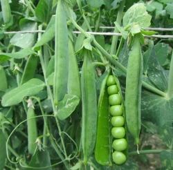 Горох Преладо (Syngenta / Сингента) 10гр.