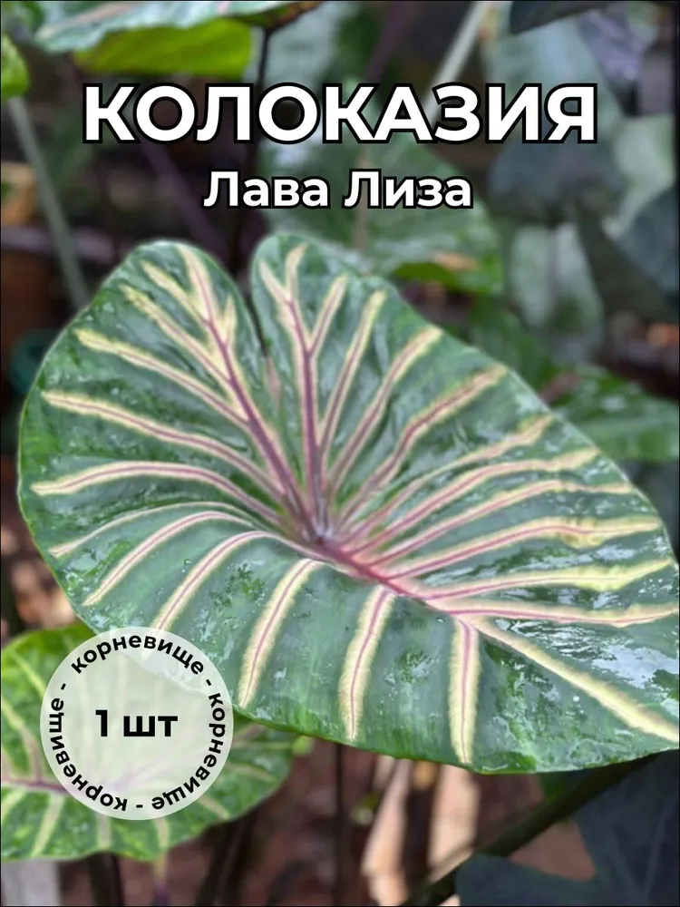 Колоказия "Лава Лиза" корневище