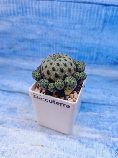 Sulcorebutia Rauschii (Сулькоребуция)