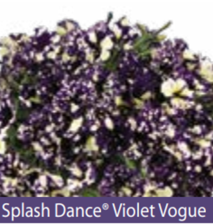 ЕВРО Петуния SPLASH DANCE Violet Vogue ЕВРО укорененный черенок МАРТ поставка 22