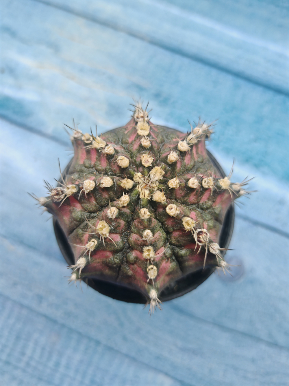 Gymnocalycium T-Rex Pink hybride (Гимнокалициум T-rex)