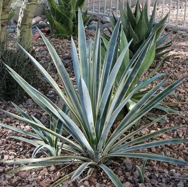 Агава текильная (голубая) (Agave Tequilana) семена 2 шт