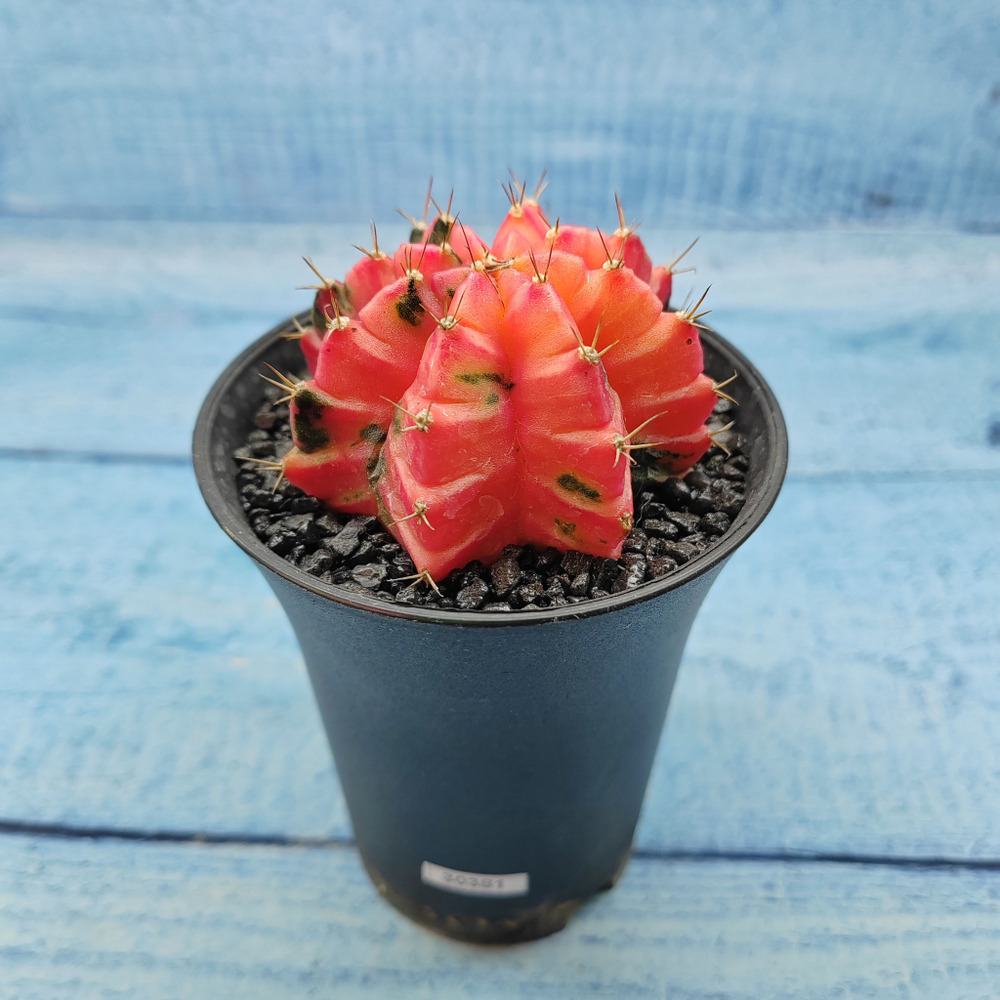 Gymnocalycium Variegata (Гимнокалициум Вариегатный)