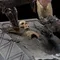 Armored Orc - Lord of the Rings - Iron Studios