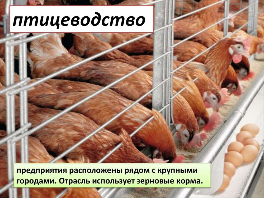 Электронные образовательные ресурсы (животноводство) — купить по ФГОС | Учебный стандарт