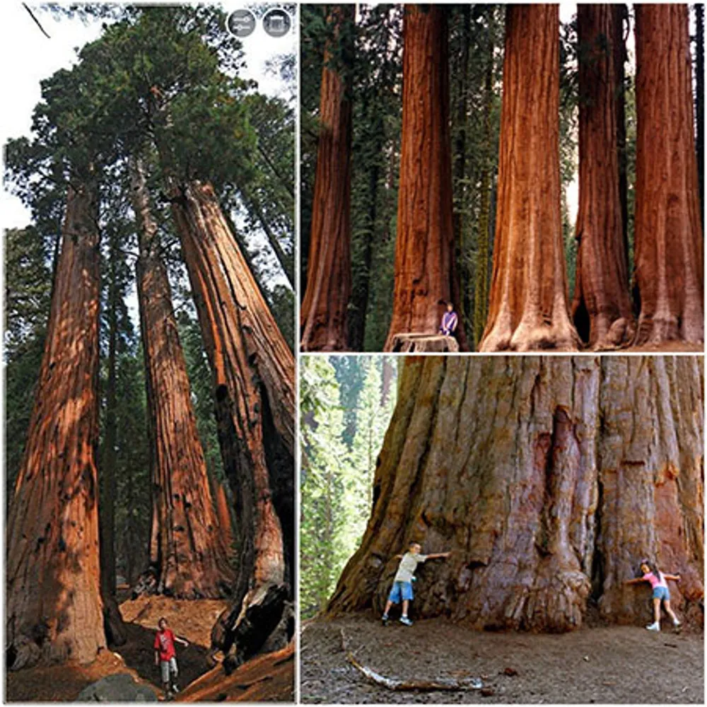 Секвойя гигантская (Sequoiadendron giganteum) 2 шт