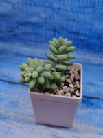 Sedum Burrito (Седум)
