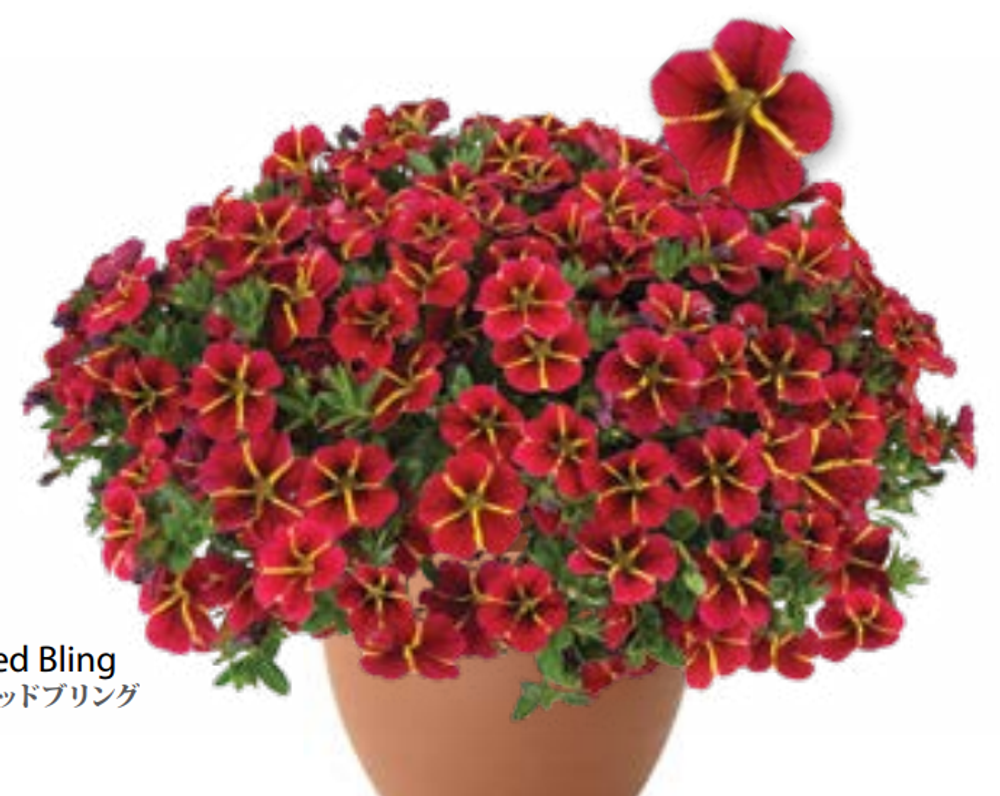 ЕВРО Calibrachoa Colibri Exotic Red Bling укорененный черенок