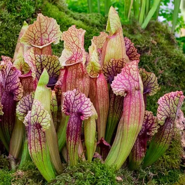 Sarracenia Purpurea (Саррацения) семена 2 шт