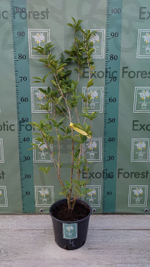 Eugenia Аggregata