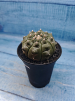 Astrophytum Asterias (Астрофитум)