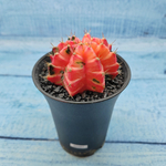 Gymnocalycium Variegata (Гимнокалициум Вариегатный)