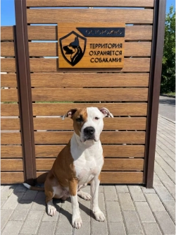 Табличка территория охраняется, осторожно злая собака