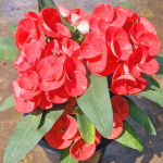 Эуфорбия Миля RED RUBY (82)