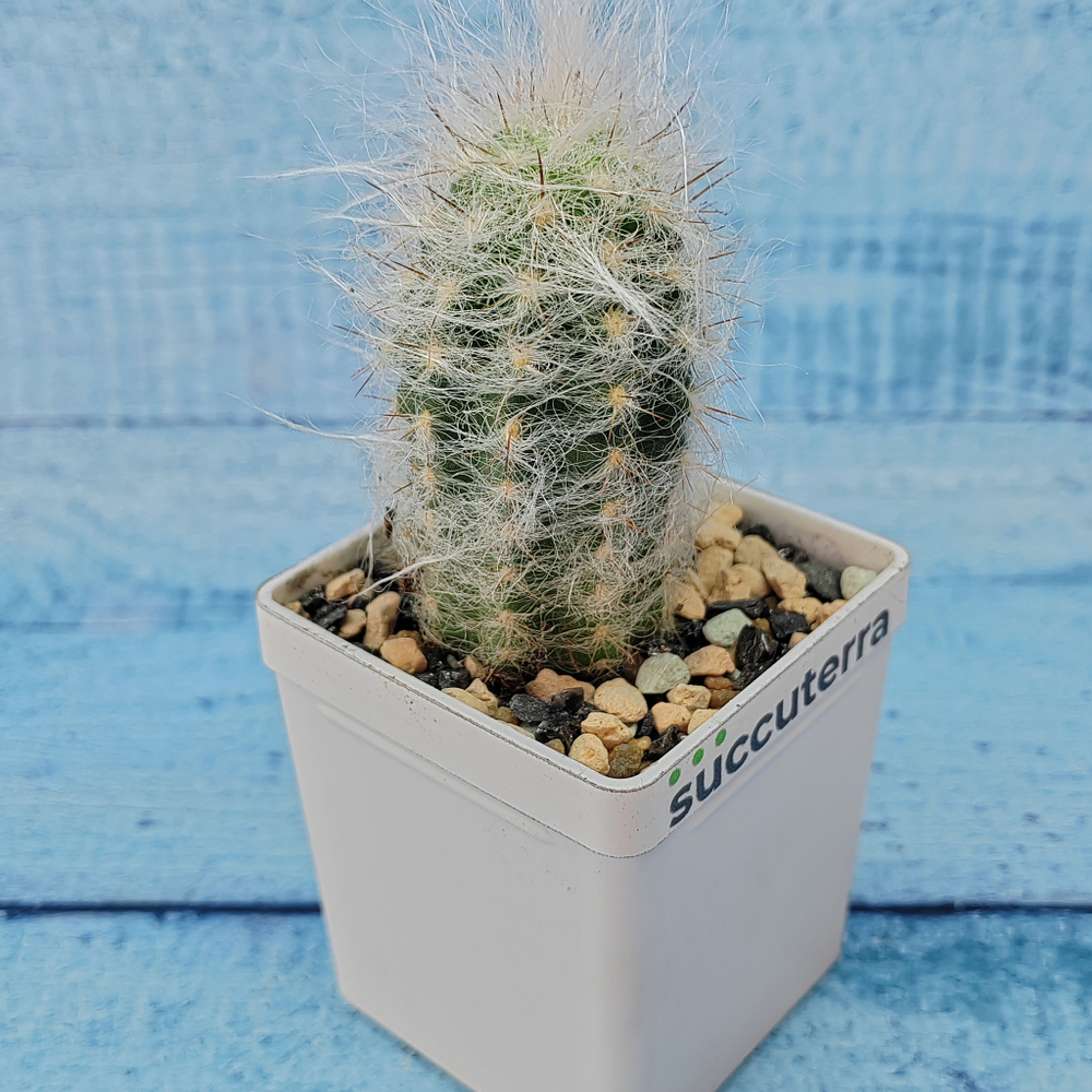 Espostoa Lanata (Эспостоя)