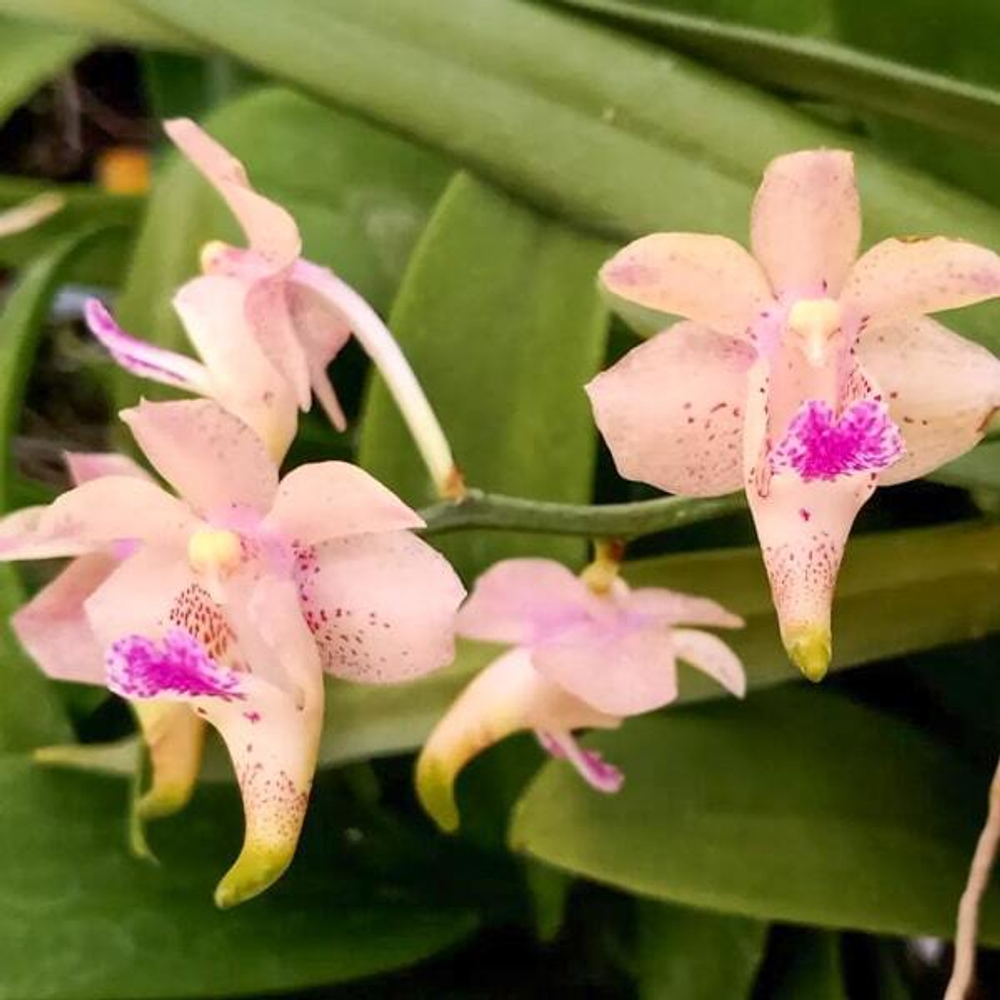 Орхидея эридес AER COOTESII X VANDA FLABELLATA
