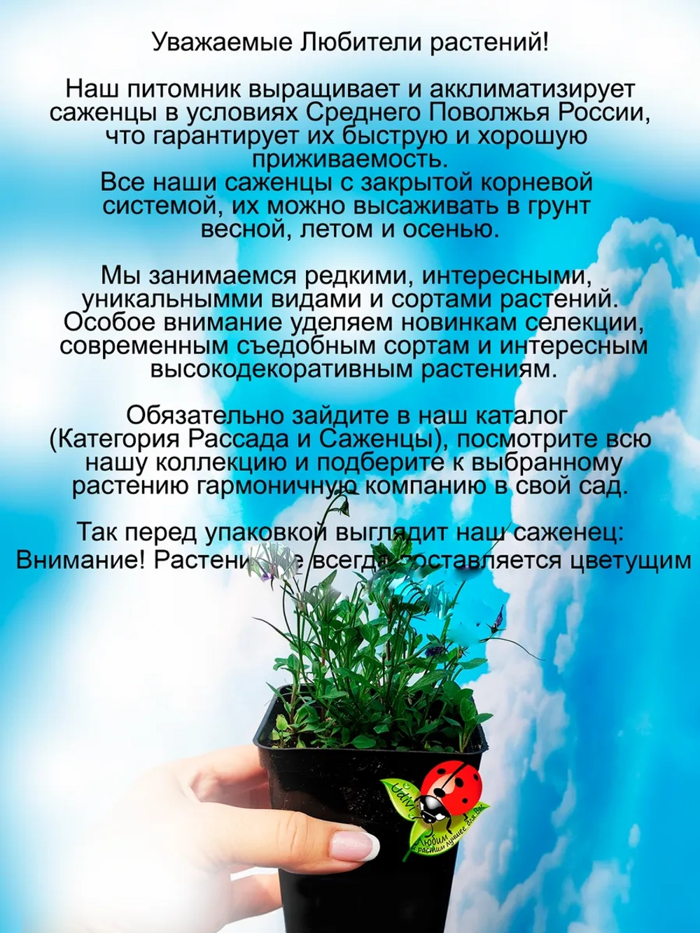 Колокольчик Альба карпатский белый