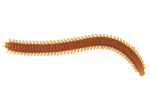 Мягкая приманка LureMax RAG WORM
