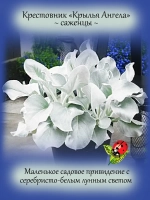 Крестовник Крылья Ангела