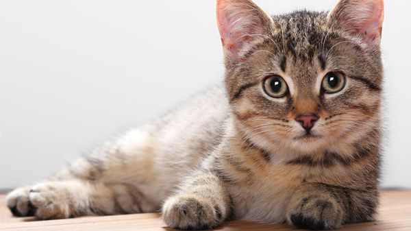 Витамины для кошек