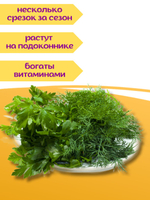 Огурцы китайские жароустойчивые, семена огурцов 0,2 г + семена петрушки или укропа в подарок
