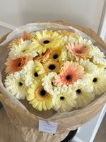 Букет из гербер в кремовом оттенке 25 шт