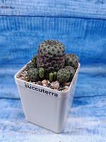 Sulcorebutia Rauschii (Сулькоребуция)