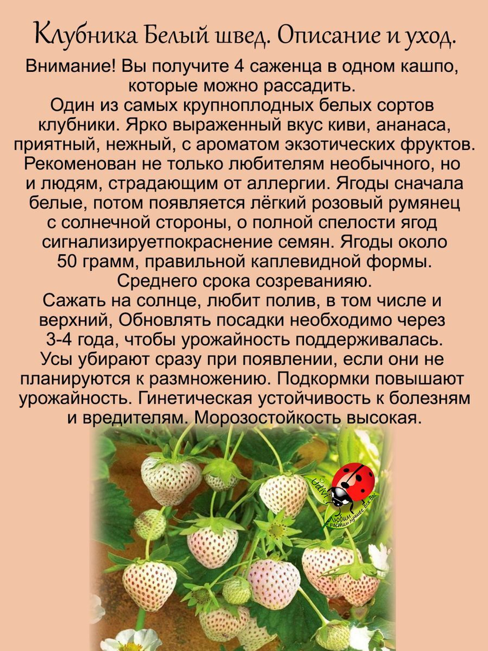 Клубника Белый швед белая