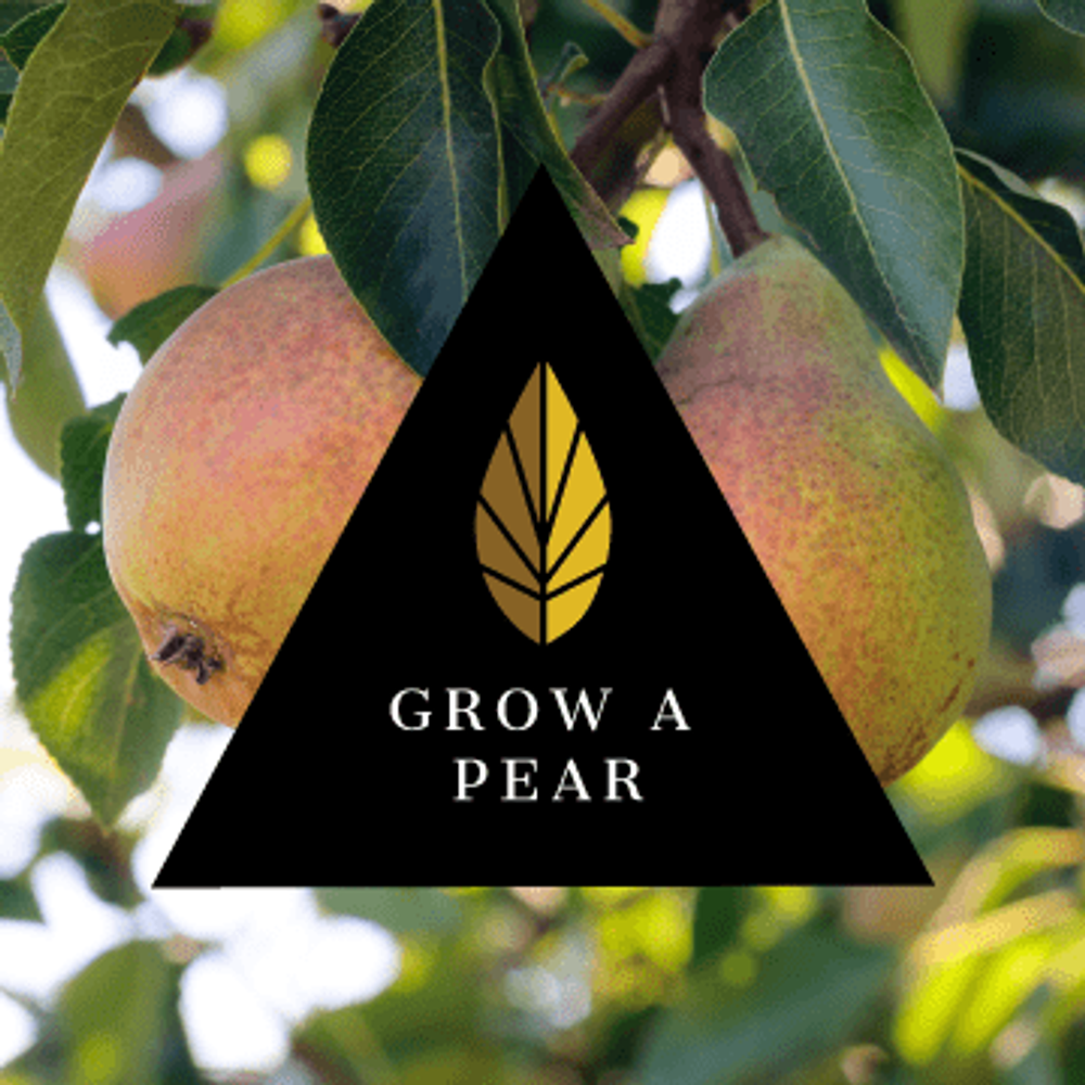 Azure Black Line - Grow A Pear (100г)