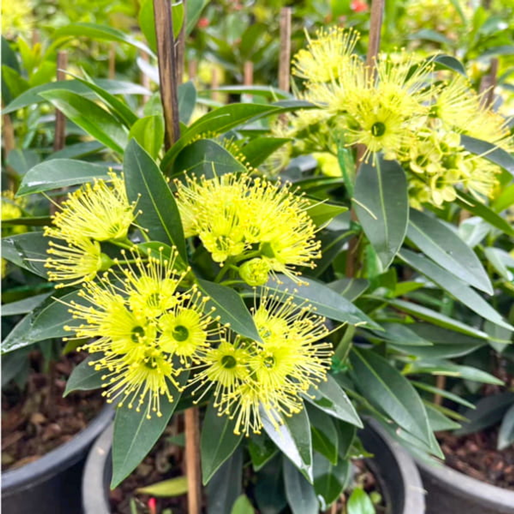Ксантостемон желтый – Xanthostemon yellow (24)