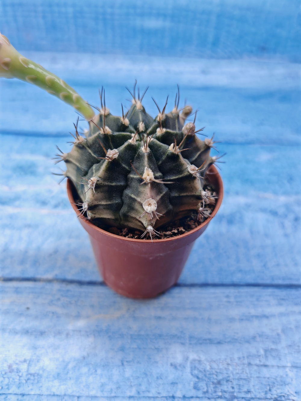 Gymnocalycium Friedrichii (Гимнокалициум)