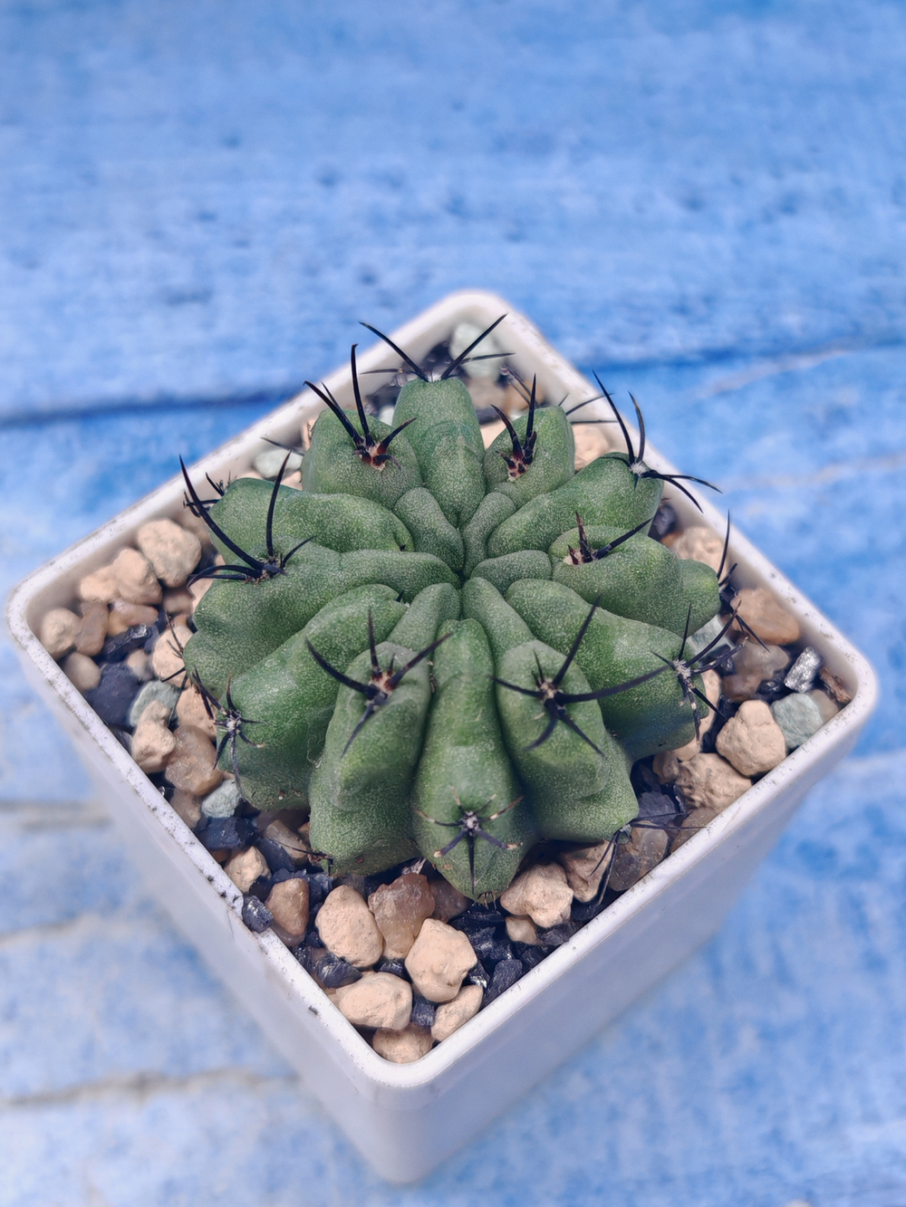Neoporteria Paucicostata (Неопортерия)