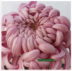 Хризантема одноголовая Viena Pink /о.49 /сентябрь/ЗКС/