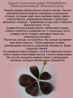 Клевер Пентафиллум самый счастливый многолетний