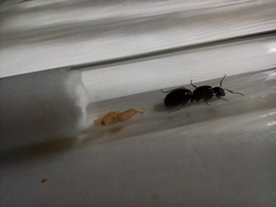 Camponotus herculeanus